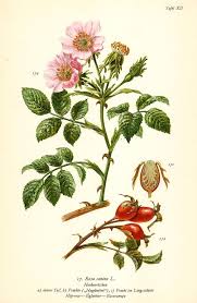 Heckenroschen Rosa Canina Botanik Rose Farbdruck Antiker Druck Antique Print Yaban Gulu Rosa Canina Botanische Zeichnungen Botanische Abbildungen Und Botanische Illustration