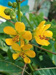 Image result for Senna sophera