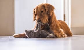 Parvo can also be transmitted on the hands and clothes of people who pet an infected dog and then touch another dog. Can Cats Get Parvovirus From Dogs Canna Pet