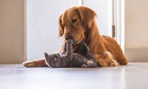 The human parvovirus b19 causes parvovirus infection. Can Cats Get Parvovirus From Dogs Canna Pet