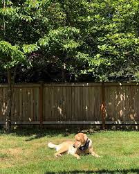 Enjoying The Sun In Our Backyard Thatdogsamson American Labrador Enjoying The Sun Backyard