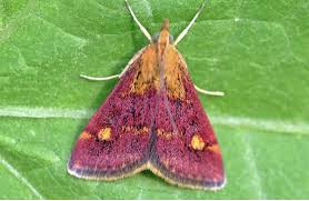 Image result for Pyrausta aurata