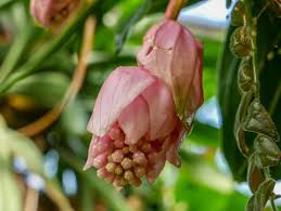In diesem fall solltest du dich bei allen in frage. So Gelingt Die Medinilla Pflege Pflegetipps Fur Viele Bluten
