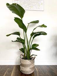 They actually grow and flourish. Tall Indoor Plants 7 Best Large Houseplants To Grow In Your Home My Tasteful Space