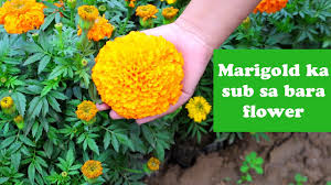 Beautiful girl, woman holding bouquet of marigold, calendula, smelling it. Record Size Ka Marigold Flower Biggest Flower Of My Life Youtube