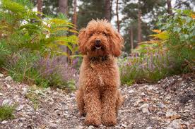 Oodles of poodles and doodles. Teddy Bear Dog Breeds