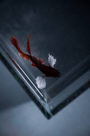 Betta Breeding Pair Fish Buy Now Singapore Our First Floor