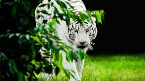 If you're looking for the best white tiger wallpaper hd then wallpapertag is the place to be. White Tiger Free Hd Image Mewallpaper