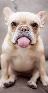 pin by pusztai virag on canine cuteness cute animals animals funny animals