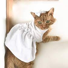 Cat Dress In White Princess Formal Wedding Cat Costume Birthday Cat Flower Girl Cat Pet Costum Ideas In 2021 Cat Dresses Cat Flowers Cat Costumes