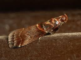 Image result for Pyralis lienigialis