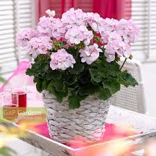 Pelargonium Sil Kare... stock photo by Visions, Image: 0984604