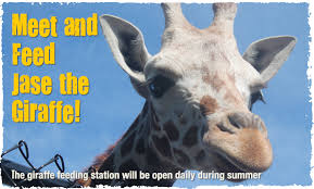 The Wild Animal Park The Adventure Begins Here Animals Wild Animals Wild Animal Park