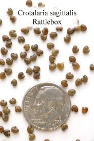 Image result for Crotalaria misella