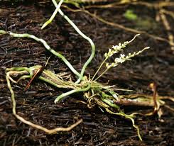 Image result for Nephrangis filiformis