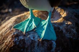 Galapagos Islands Bird With Blue Feet A Great Image Galapagos Islands Galapagos Island