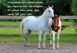 17 Quotes About Horses And Friendship Horse Quotes Funny Horse Love Quotes Horse Quotes
