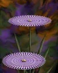 The scientists say that this plant grows large rises in a very harsh environment, for such they need some years to bloom because it is challenging to collect resources. Madhumathi G Maha Meru Flower Blooms Once In 400 Years Facebook