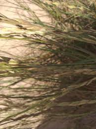 Image result for Halopyrum mucronatum