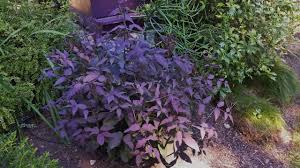 Image result for Clematis commutata