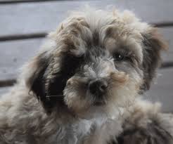 With over 20 years of experience. Great Day Labradoodles