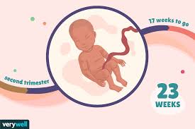 Weight, still too small to measure. 23 Weeks Pregnant Baby Development Symptoms And More