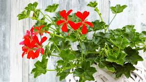 Image result for foto muškáty