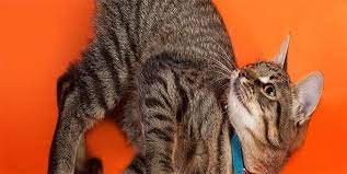 What To Feed Pregnant Or Nursing Cats Hill S Pet Pregnant Cat Cats Cat Care