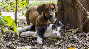 Match made on care.com every 3 minutes, so find your perfect pet care provider today. Fees And Charges Brownsburg Animal Clinic