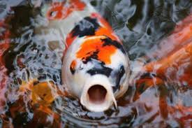 As koi can get to 3 or 4 feet long and very large around the body, 10 koi in that size of pond is way too many. Read Our Blog Art Of The Yard Denver Colorado