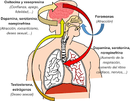 El amor: hay (bio) química entre nosotros