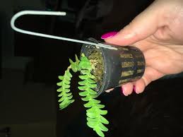 Image result for Angraecum distichum