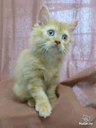 Kucing di masjidil haram kejutkan jemaah bangun solat ke? Pin On Cute Animal Pictures