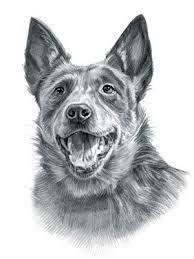 Black And White Blue Heeler Clipart Australian Cattle Dog Aussie Cattle Dog Austrailian Cattle Dog Australian Cattle Dog Blue Heeler