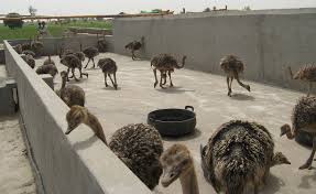 Image result for ostrich farming