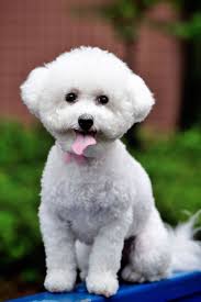 bichon frise bishon frize malenkie porody sobak bishon