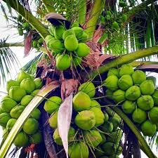 Sebenarnya embrio kelapa bernama kentos kelapa ini tidak begitu populer di kalangan masyarakat. Pembekal Benih Kelapa Pandan Hybrid Thailand Original Kelapa Matag Groups Facebook