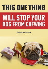 How To Stop Your Dog From Chewing Everything Stop Dog Chewing Dog Chewing Furniture Puppy Teething