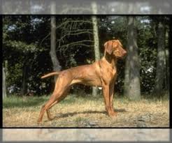 In search of new homes with loving families. Vizsla Breed Information And Pictures On Puppyfinder Com