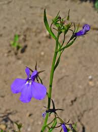Image result for Lobelia erinus