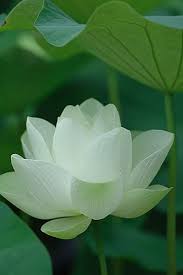 Lotus Flower Is The Buddhist Symbol And Metaphor For Life Nichiren Diashonin Sgi Buddhism Teaches That The Lo Beautiful Flowers Pretty Flowers Amazing Flowers