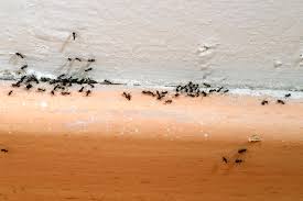 Haben sich die ameisen in wand oder dachgeschoss angesiedelt, helfen meist nur fraßgifte. Ameisen Im Haus Bekampfen Hausinfo