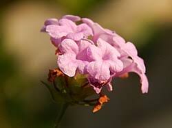 Image result for Lantana ukambensis