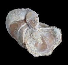 Image result for Requienia