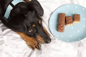 How Much Chocolate Is Toxic To Dogs