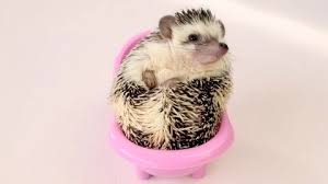 Be very careful with their pointy quills as they could poke and hurt you. Hedgehog Bathing Stock Video Footage 4k And Hd Video Clips Shutterstock