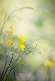 Pin By Dewi Wernsing On Flores Wild Flowers Plant Photography Flowers Photography