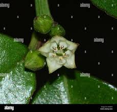 Image result for Scutia