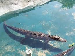 Swamp and pickle are semantically related. To The Teachers When Considering