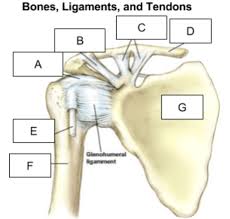 There are five major bones in the shoulder. Shoulder Bones And Ligaments Anatomy Diagram Quizlet